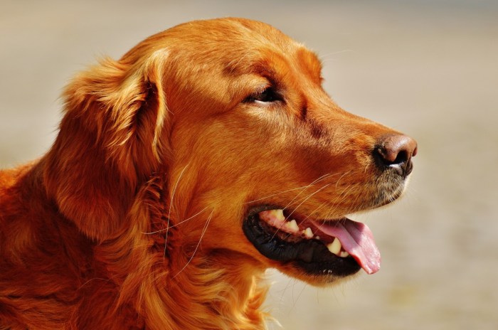 Free Images : nature, run, animal, golden retriever, animals ...