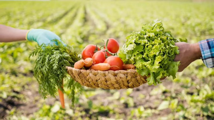 Natural Farming VS Organic Farming: 100% Complete Comparison